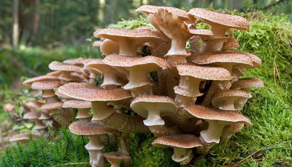 Dunkler Hallimasch Pilz Dunkler Hallimasch