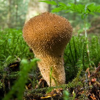 Flaschen-Stäubling Pilz Flaschen-Stäubling am Waldboden