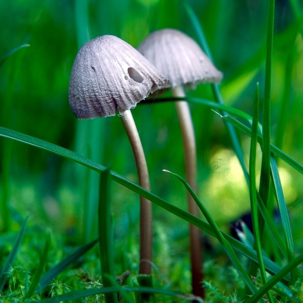 Graublättriger Helmling Pilz Graublättriger Helmling zwischen feuchtem Moos und Grashalmen