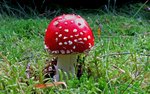 Fliegenpilz auf grüner Wiese