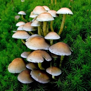 Grünblättriger Schwefelkopf Pilz Grünblättriger Schwefelkopf